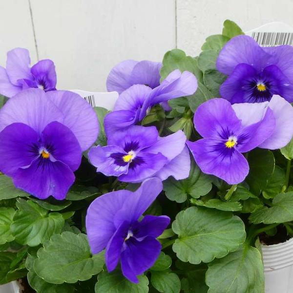 みぃねこ♡ ビオラ♡パンジー パンジー 苗 わらく ビーコン 青花 3.5号 冬の花壇苗 ビオラ 251125