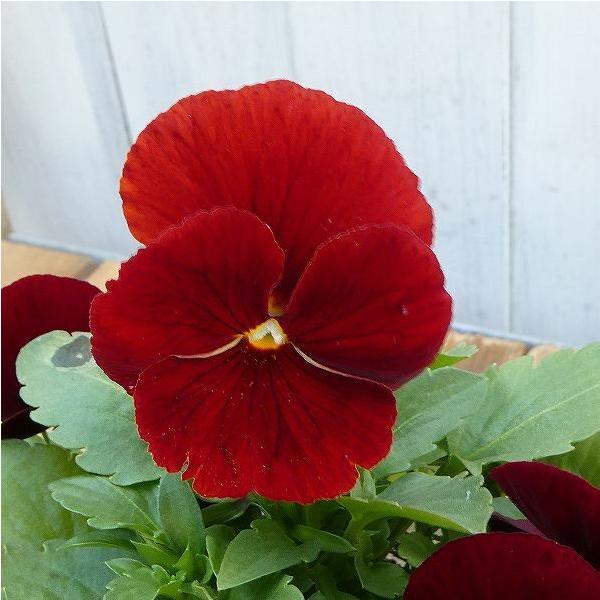 パンジー よく咲くスミレ クランベリー 苗 3 5号 ビオラ 赤花 小輪 冬の花苗 花壇苗 花壇苗 10 お花処 昌山園 通販 Yahoo ショッピング