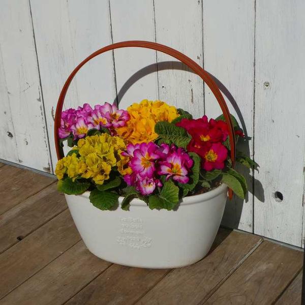 カラフルなプリムラ・ジュリアンの寄せ植えです。写真の寄せ植え、現品のお送りです。ハンドル付きの楕円形のプラスチックの鉢に植えています。バスケット鉢の横幅は26cm、奥行きは18cmです。日当たりの良い屋外に置いてください。土が乾いたら鉢の底...