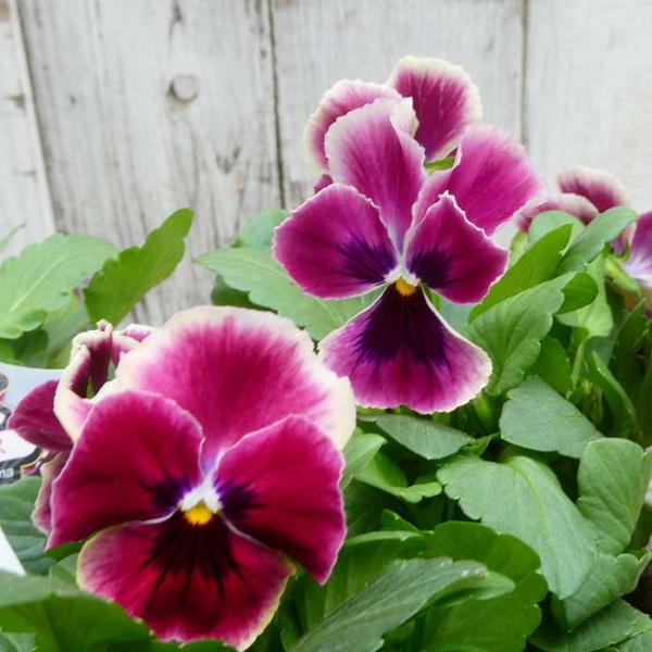 パンジー 苗 わらく プチグレース 3.5号 冬の花壇苗 ビオラ 251030