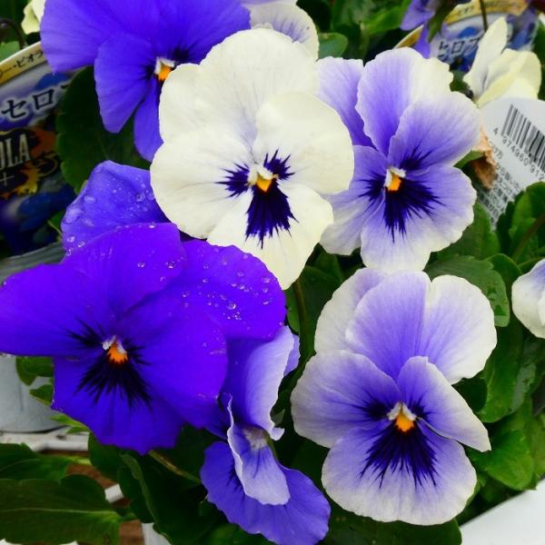 ビオラ オセロブルー 苗 3.5号 白からブルーへ花色変化 冬の花苗 寄せ