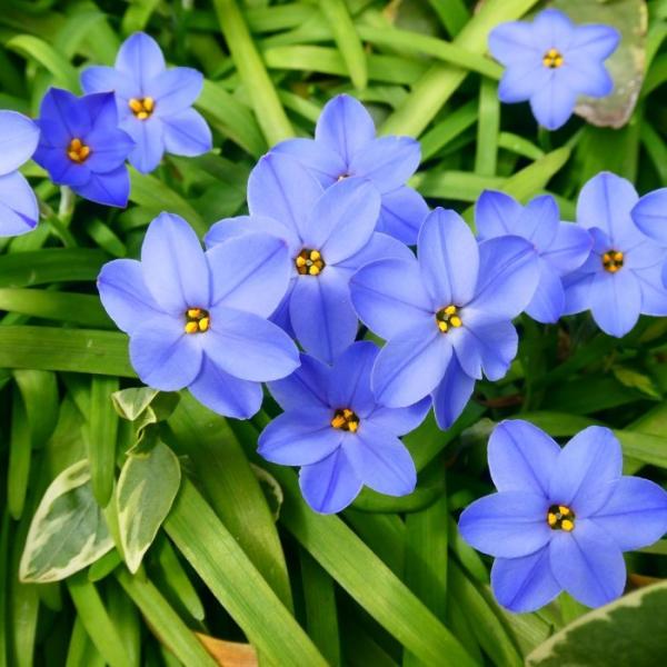 花ニラ 苗 ロルフフィードラー 3号 ハナニラ 青花 宿根草 251106