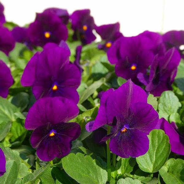 ビオラ 苗 むらさきももか 紫花 3.5号 冬の花苗 花壇苗 251127 : お花