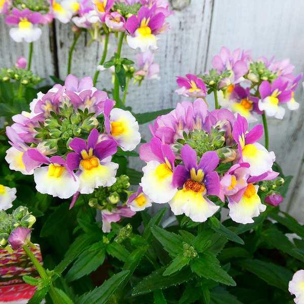 ネメシア ピーチパイ 苗 3 5号 2色咲き 小花 花壇苗 耐寒性強 1214 お花処 昌山園 通販 Yahoo ショッピング