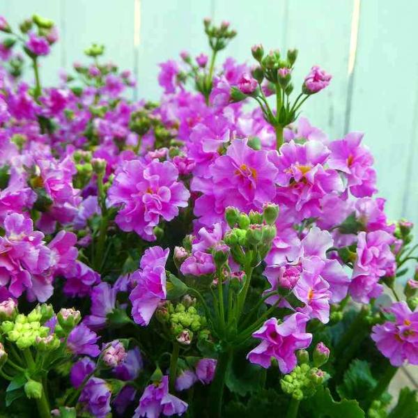 八重咲きの西洋桜草『さくらレジーナ』の苗です。花がたくさん咲いている充実株です。日当たりの良い場所で育ててください。春まで長く楽しめます。 ポットの直径は10.5cm（3.5号）です。 2