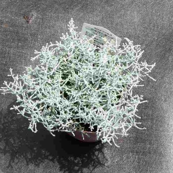 専用苗 シルバーブッシュ プラティーナ プラチーナ 苗 3.5号 シルバーボーイ