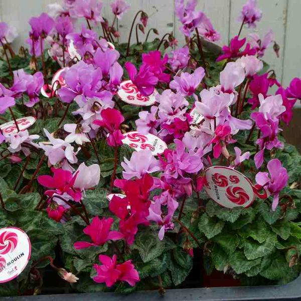 ミニシクラメン『プティムーラン』です。花色はお任せとさせてください。蝶々のようなカールした花びらの八重咲き種です。花持ちが非常に良く、連続開花性にも優れ、長く花を楽しむことができます。 ポットのサイズは3.5号鉢（直径10.5cm）です。 2