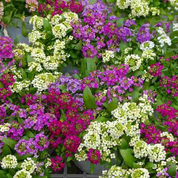 アリッサム スノークリスタル 白花 大輪 苗 3 5号 冬の花苗 耐寒性 花壇苗 0217 お花処 昌山園 通販 Yahoo ショッピング