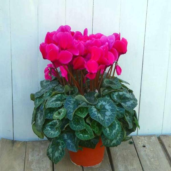 鉢花 シクラメン 5号鉢 インディアカ 2色咲き お歳暮 プレゼント ギフト 室内向き 鉢植え 現品26 12 5 お花処 昌山園 通販 Yahoo ショッピング