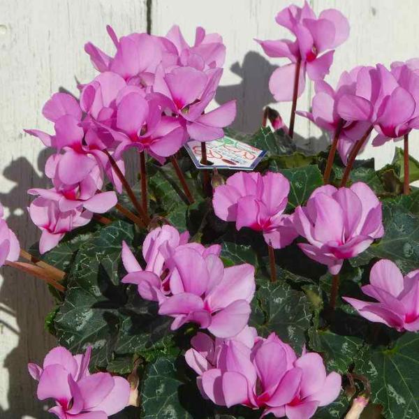 八重咲きのミニシクラメン『ウィンク』の鉢植えです。淡いピンク色の八重咲きの小ぶりなお花です。丸い花びらがチョウチョの様に見えます。霜が降りるまでは屋外でも大丈夫なほど寒さには強いです。真冬は室内に取り込み、土が乾いてからたっぷり水やりをして...