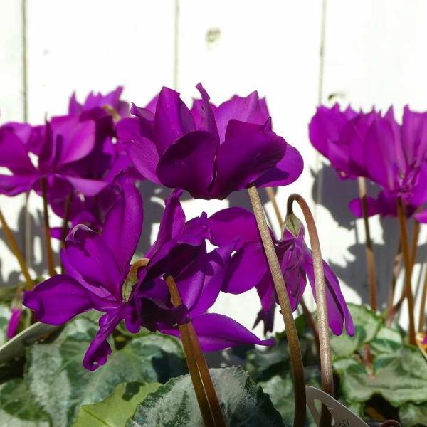 青花シクラメン『サムライ』のポット苗です。シックな青紫色の花色です。2枚目の写真のいずれかの株をお送りします。室内の明るい場所に置いて、土が乾いたらたっぷり水やりをしてください。他の花色は別に販売しています。 ポットのサイズは3.5号（直径...