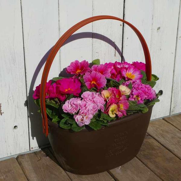 寄せ植え 現品20 プリムラ・ジュリアン ピンク ハンドル付きバスケット