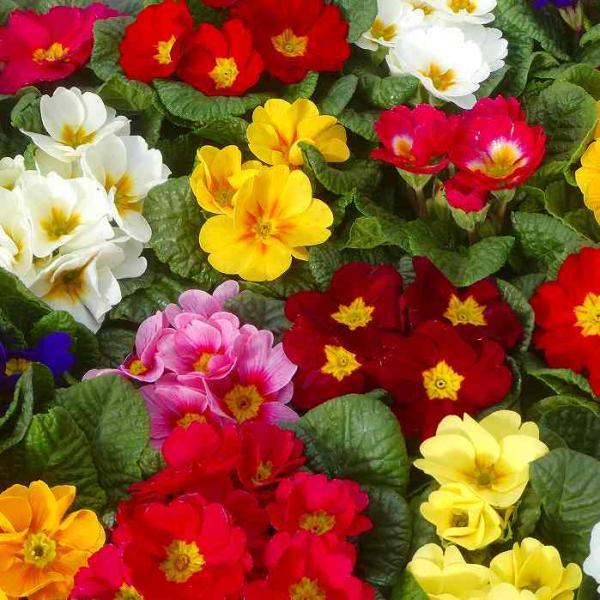 プリムラ・ジュリアンの苗です。花色はお任せとさせてください。花壇、寄せ植えにご活用ください。寒さに強く、春まで咲き続けます。日当たりの良い場所でお楽しみください。夏越しも比較的容易です。夏越しできれば来年も楽しめます。 1ポットの価格です。...