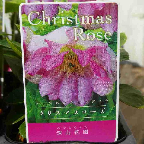 八重咲きクリスマスローズ 苗 グラデーションピンクバイカラー ダブル