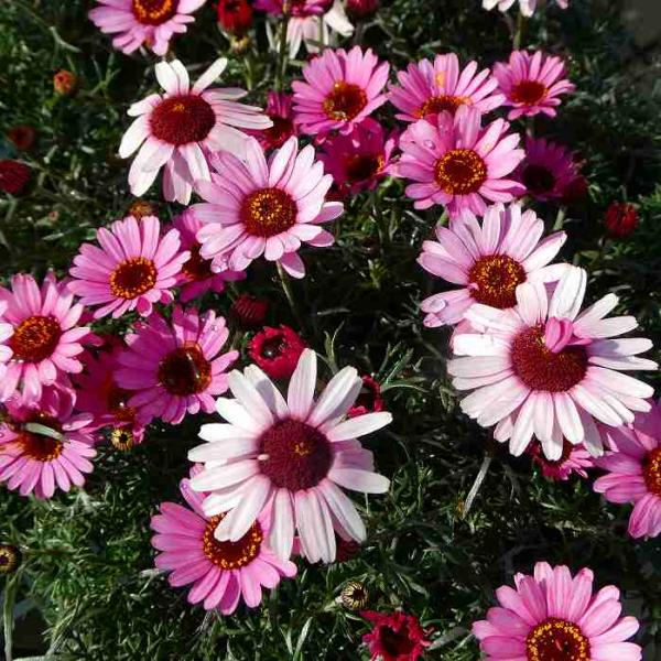 ローダンセマム 苗 プチマカロン ピンク 充実株 3.5号ポット 多年草