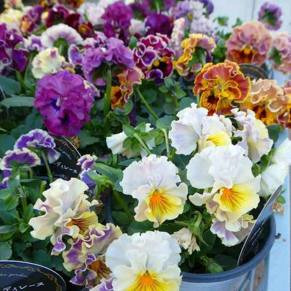 ◆ハーバリウム　183 フリルパンジーと春のお花*.:。✿*゜¨ フリル咲き パンジー 苗 パルムディレーヌ 3.5号 花色お任せ 冬の花壇