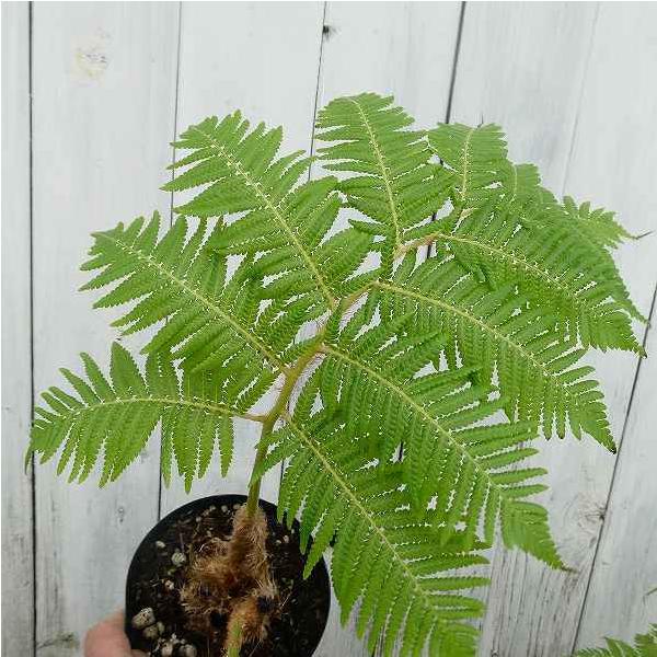 ヘゴ ヘゴの木 4号鉢 苗 鉢植え 観葉植物 シダ 220505 : お花処 ヘゴ ヘゴの木 4号鉢 苗 鉢植え 観葉植物 シダ 220505 : お花処