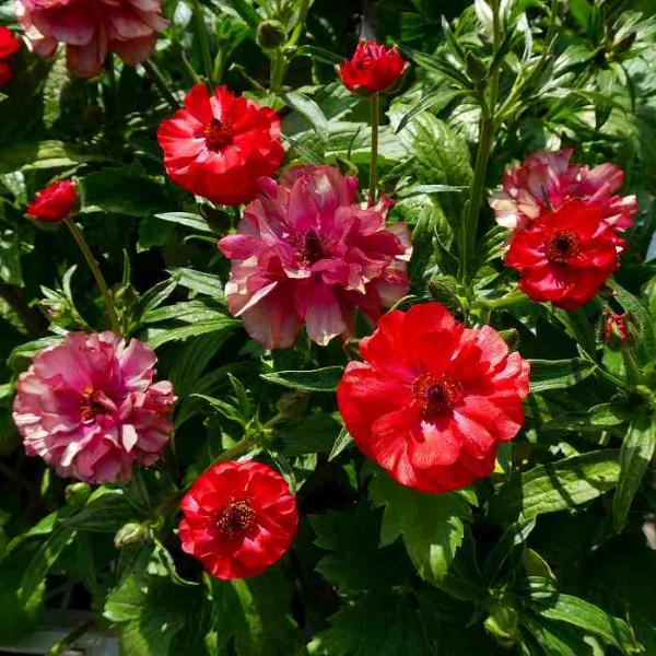 ラナンキュラス ラックス ムーサ 4号ポット 苗 耐寒性 宿根草 球根植物 0125 お花処 昌山園 通販 Yahoo ショッピング