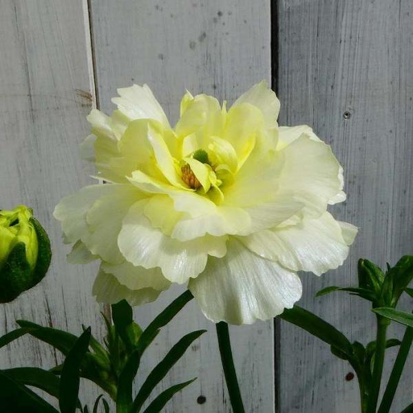 ラナンキュラス ラックス グレーシス 4号ポット 白花 苗 耐寒性 宿根草 球根植物 0125 お花処 昌山園 通販 Yahoo ショッピング