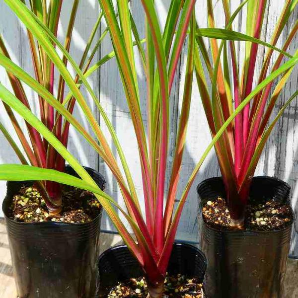 コルジリネ レッドスター 5 5号 苗 ガーデニング おしゃれ 耐寒性 宿根草 観葉植物 カラーリーフ 2405 お花処 昌山園 通販 Yahoo ショッピング