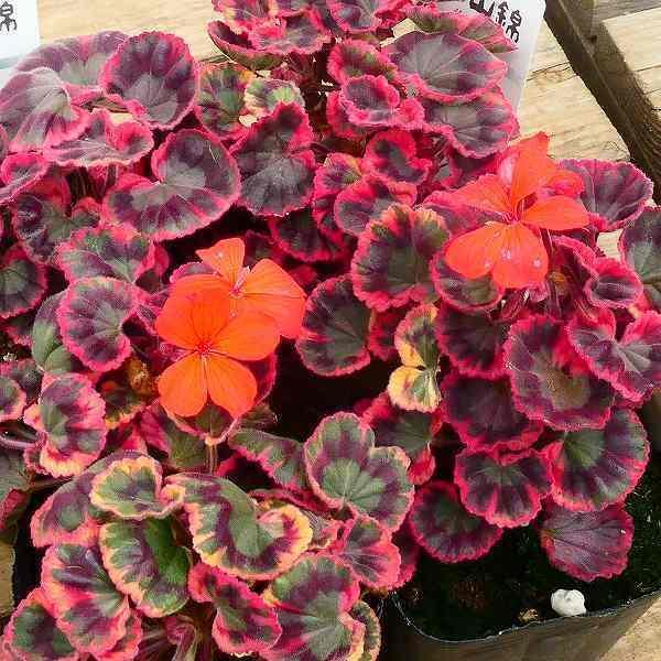 ゼラニウム 光山錦 3号 苗 紋天竺葵 古典植物 山野草 斑入り 2315 お花処 昌山園 通販 Yahoo ショッピング