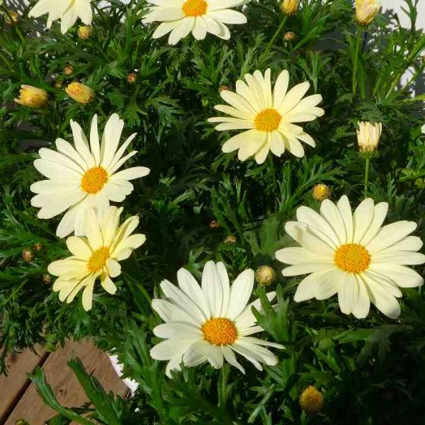マーガレット デイジーイエロー 5号鉢 黄花 鉢花 鉢植え 苗