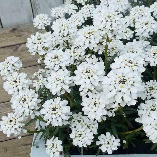 宿根イベリス 苗 ブライダルブーケ 大輪種 3.5号 白花 冬〜春の花苗