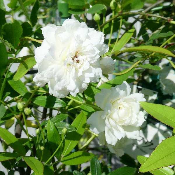 モッコウバラ 白花 3 5号 苗 木香薔薇 ツルバラ 2906 お花処 昌山園 通販 Yahoo ショッピング
