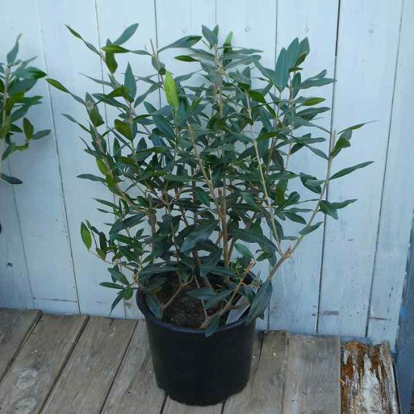 オリーブ『ひなかぜ』の苗木です。剪定してありますので春に新枝がでこんもりと育ちます。成長が早く、樹形が自然と整う人気品種です。日当たり、風通しの良い環境を好みます。地植えでの栽培がお勧めですが鉢植えでも育てられます。鉢植えの場合は水切れにご...