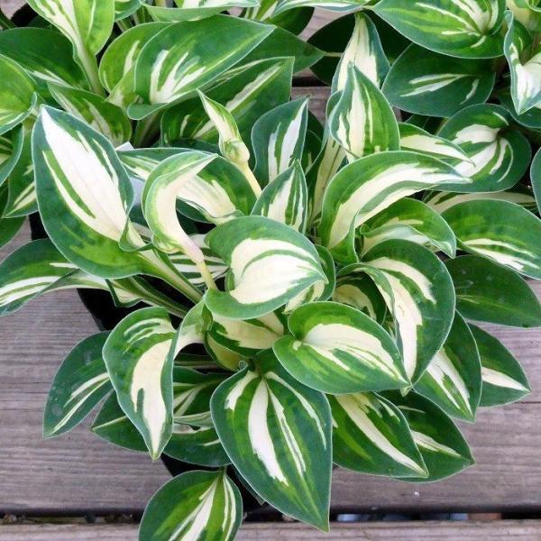 ギボウシ 苗 パンドラボックス 3.5号ポット 小型種 斑入り ホスタ