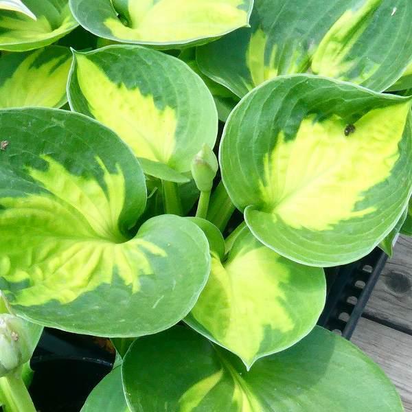 ギボウシ レインフォレストサンライズ 苗 4号ポット 小型種 斑入り