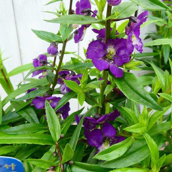 花苗 アンゲロニア セレニータ 紫花 3 5号 矮性種 夏の花 0730 お花処 昌山園 通販 Yahoo ショッピング