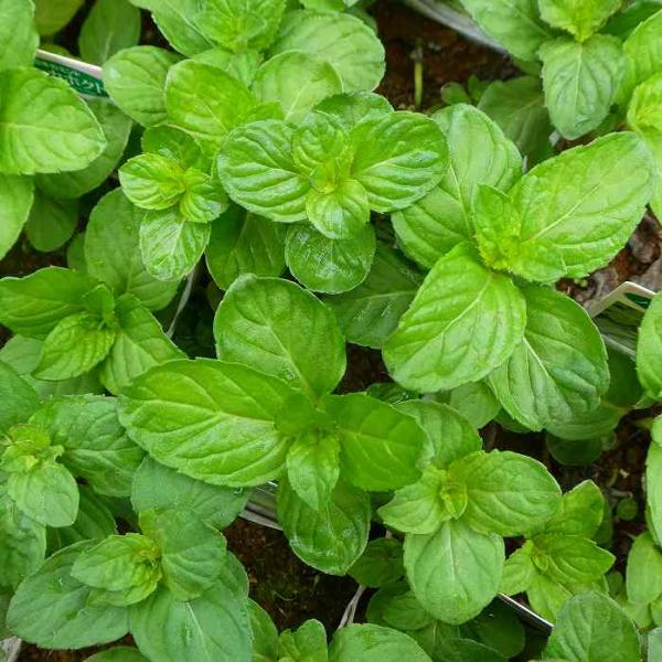 ハッカ 北斗 苗 3.5号 薄荷 日本ハッカ 交配種 ハーブ苗 ミント