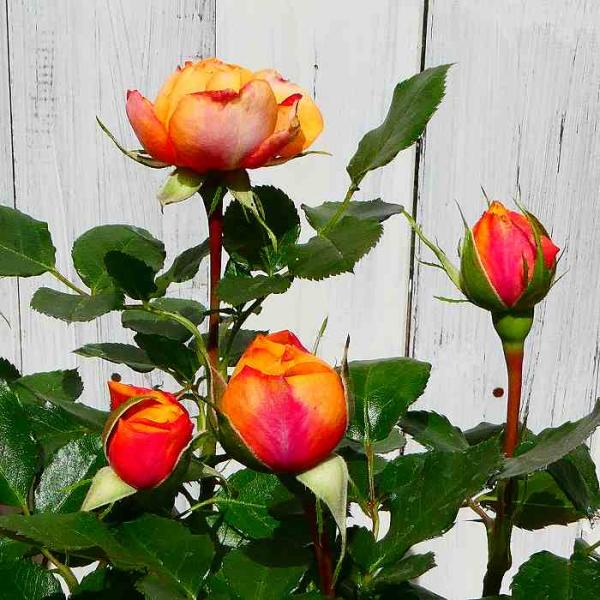 薔薇の剪定 6月 みんな探してる人気モノ 薔薇の剪定 6月 本 雑誌 コミック