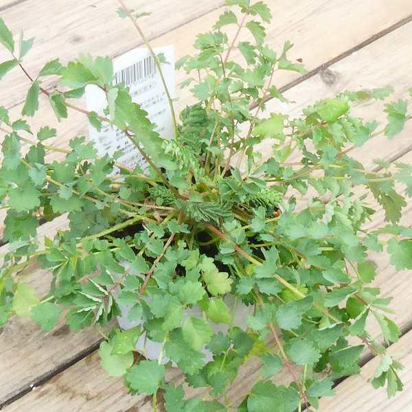 ハーブ苗 サラダバーネット 3号ポット ハーブ 宿根草 サラダ クッキング 0422 お花処 昌山園 通販 Yahoo ショッピング