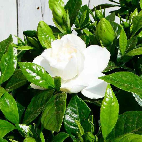 クチナシ 八重咲き くちなし 5号鉢 香りの花 白花 常緑樹 2519 お花処 昌山園 通販 Yahoo ショッピング