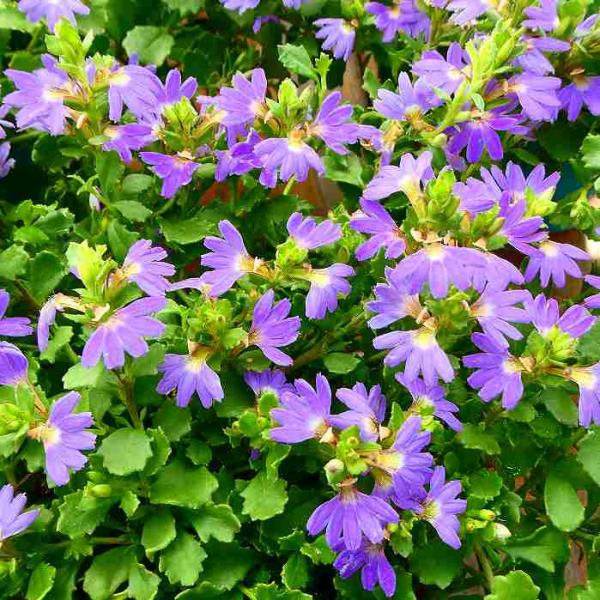 苗 ブルーファンフラワー 青花 3 5号 スカエボラ 充実株 0707 お花処 昌山園 通販 Yahoo ショッピング