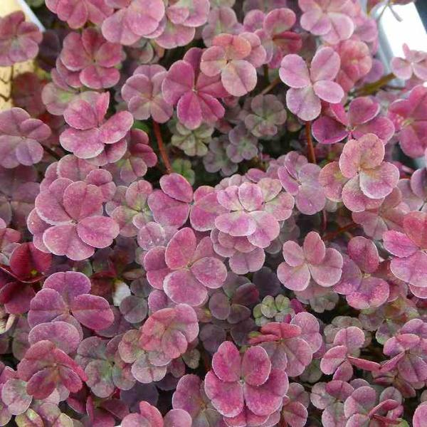 ガーベラ 現品4 パープルピンク 5号 鉢花 宿根草 鉢植え 苗 2325 お花処 昌山園 通販 Yahoo ショッピング