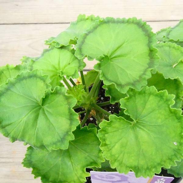 ゼラニウム 麒麟 古典植物 4号鉢 紋天竺葵 山野草 カラーリーフ 0511 お花処 昌山園 通販 Yahoo ショッピング