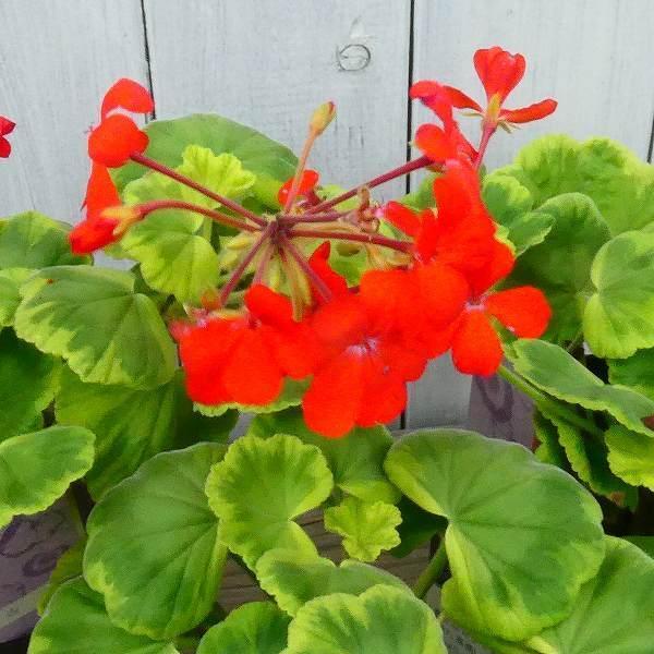 ゼラニウム 古金襴 古典植物 コキンラン 4号鉢 斑入り 紋天竺葵 山野草 カラーリーフ 0511 お花処 昌山園 通販 Yahoo ショッピング