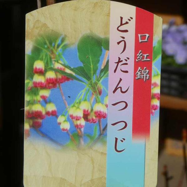 ドウダンツツジ 口紅更紗ドウダン 苗木 赤花 樹高50cm 3 5号 垣根 庭木 紅葉 0928 お花処 昌山園 通販 Yahoo ショッピング