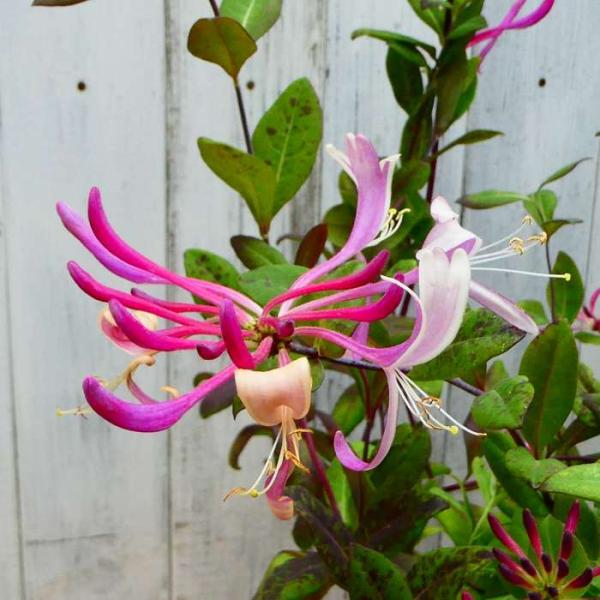 ロニセラ ニティダ パープルストーム 5号 常緑低木 植え込み 0518 お花処 昌山園 通販 Yahoo ショッピング