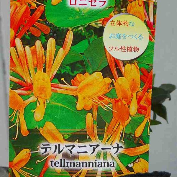 ロニセラ ニティダ コッパーグロー 5号 常緑低木 植え込み 0518 お花処 昌山園 通販 Yahoo ショッピング