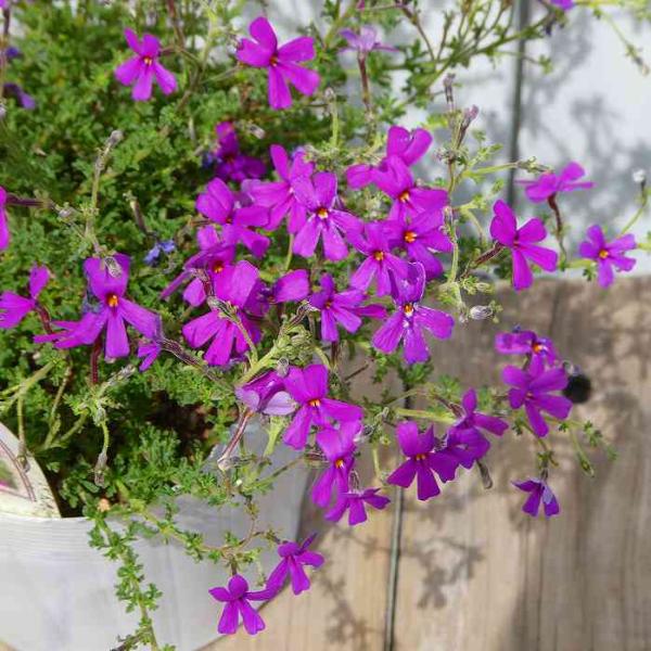 サンブリテニア みんな探してる人気モノ サンブリテニア