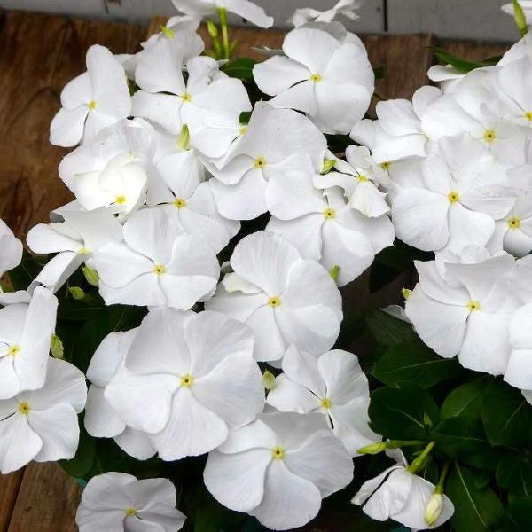 日々草 苗 白花 タイタン ピュアホワイト ニチニチソウ 3.5号 夏の花壇
