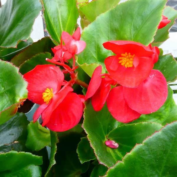 大型ベゴニア ビッグ レッド 赤花 苗 3 5号 夏の花 花壇苗 0622 お花処 昌山園 通販 Yahoo ショッピング