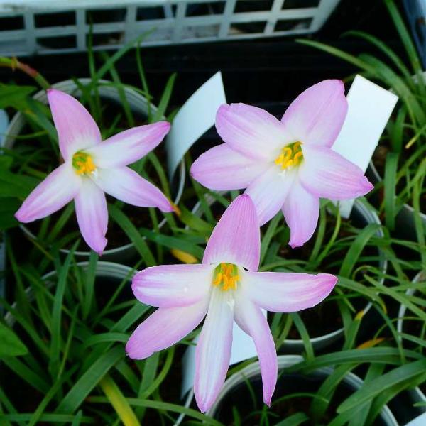 ゼフィランサス みんな探してる人気モノ ゼフィランサス