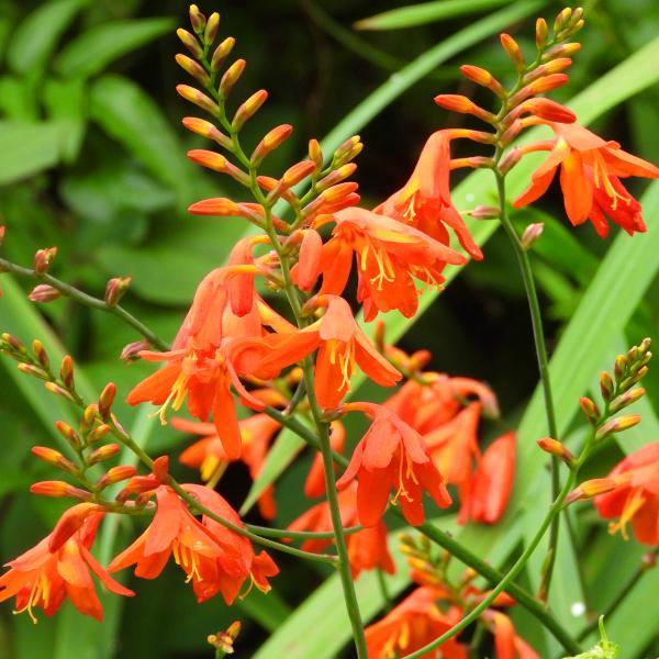 スズランヒオウギ 5号鉢 クロコスミア オレンジ花 ヒメヒオウギズイセン モントブレチア 0709 お花処 昌山園 通販 Yahoo ショッピング