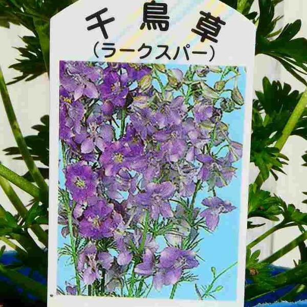 ガーベラ 現品1 オレンジ 5号 鉢花 宿根草 鉢植え 苗 2325 お花処 昌山園 通販 Yahoo ショッピング