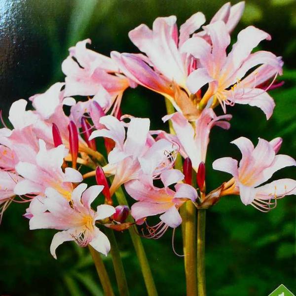 レア物、対馬産ムジナノカミソリ1球植え、鉢植えのまま発送です。リコリス、彼岸花 ムジナノカミソリ 対馬産 ② 希少 ヒガンバナ キツネノカミソリ